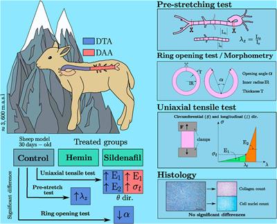 Biomechanical effects of hemin and sildenafil treatments on the aortic wall of chronic-hypoxic lambs